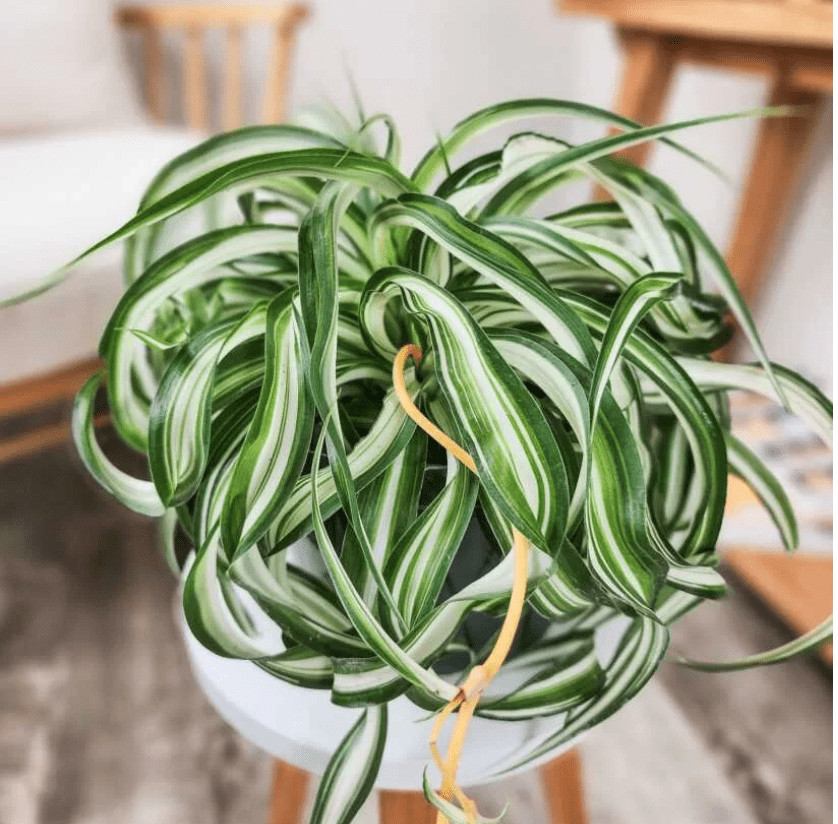 Curly Spider Plant